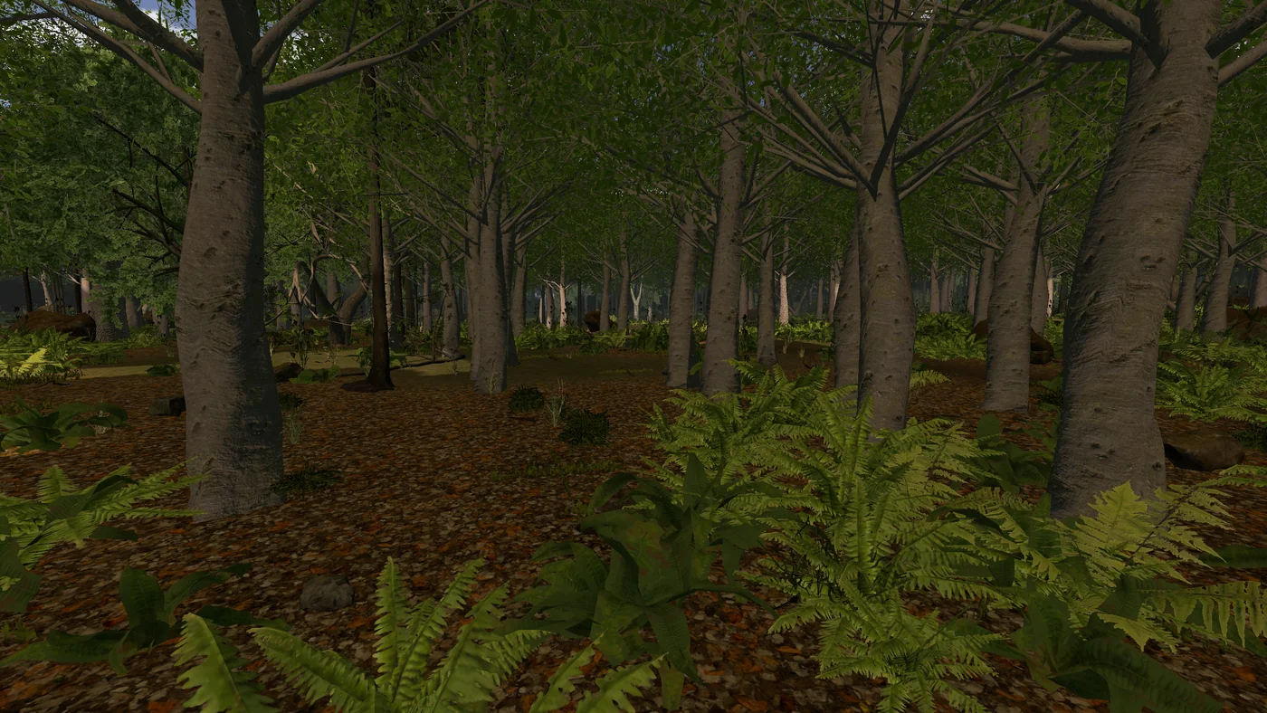 A patch of ferns on the woodland floor.